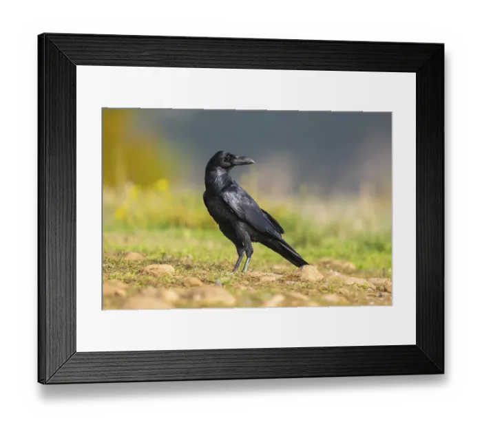 Framed Print : Common raven (Corvus corax) on a meadow in autumn Framed Print : Common raven (Corvus corax) on a meadow in autumn