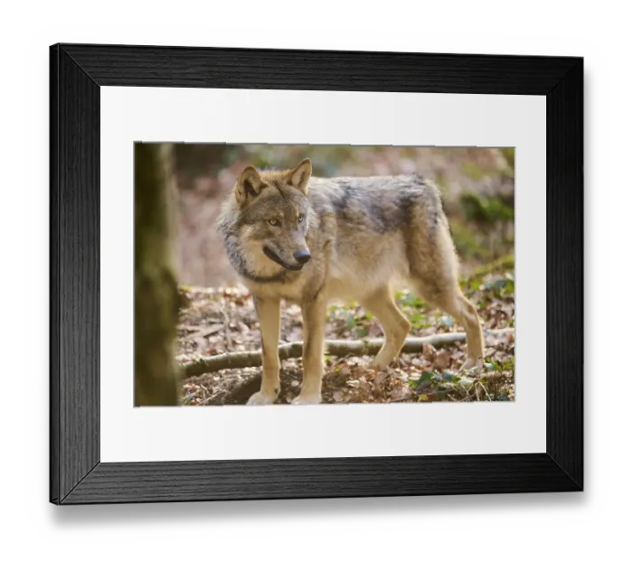 Framed Print : Close-up of a Eurasian wolf (Canis lupus lupus) portrait in a forest in spring Framed Print : Close-up of a Eurasian wolf (Canis lupus lupus) portrait in a forest in spring