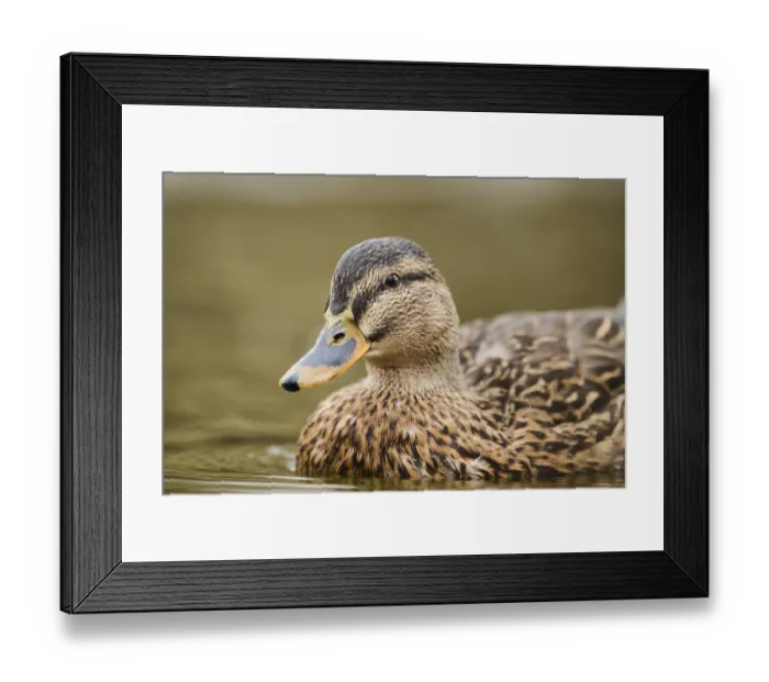 Framed Print : Wild duck (Anas platyrhynchos) female swimming on a lake Framed Print : Wild duck (Anas platyrhynchos) female swimming on a lake