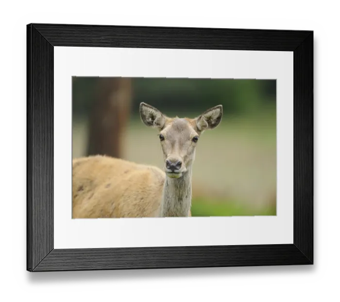 Framed Print : A roe deer attentively observes its surroundings in a green summer meadow Framed Print : A roe deer attentively observes its surroundings in a green summer meadow