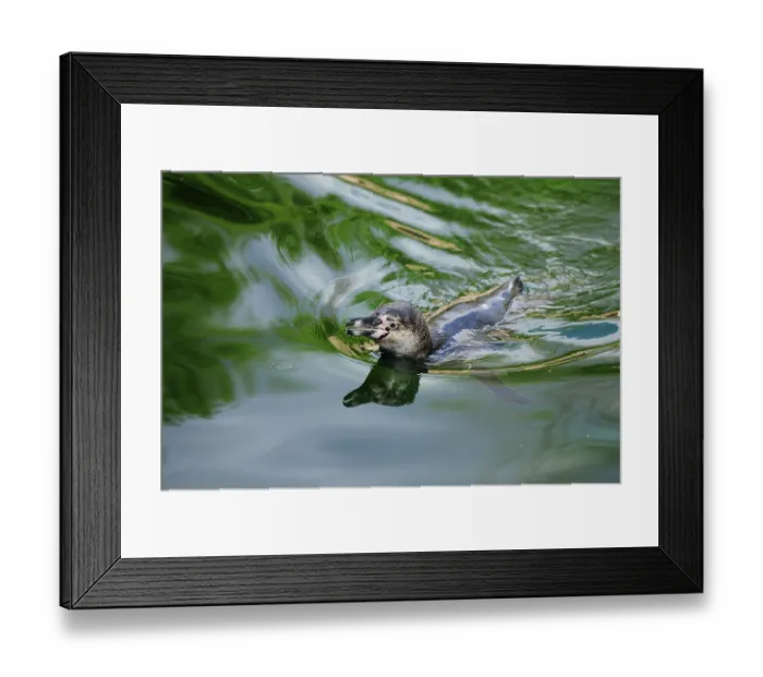 Framed Print : Penguin moves calmly in the shimmering green water