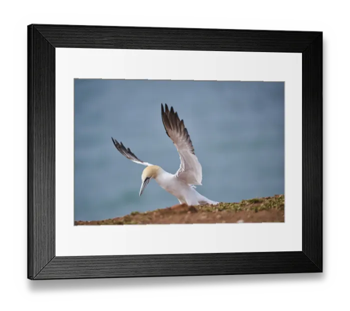 Framed Print : Northern gannet (Morus bassanus) flying over the sea