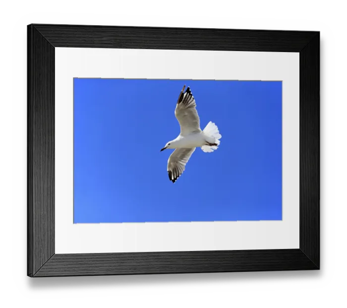 Framed Print : Silver Gull (Larus novaehollandiae)