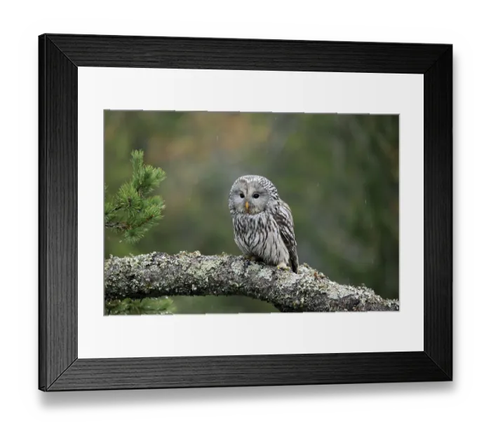 Framed Print : Ural owl (Strix uralensis), adult