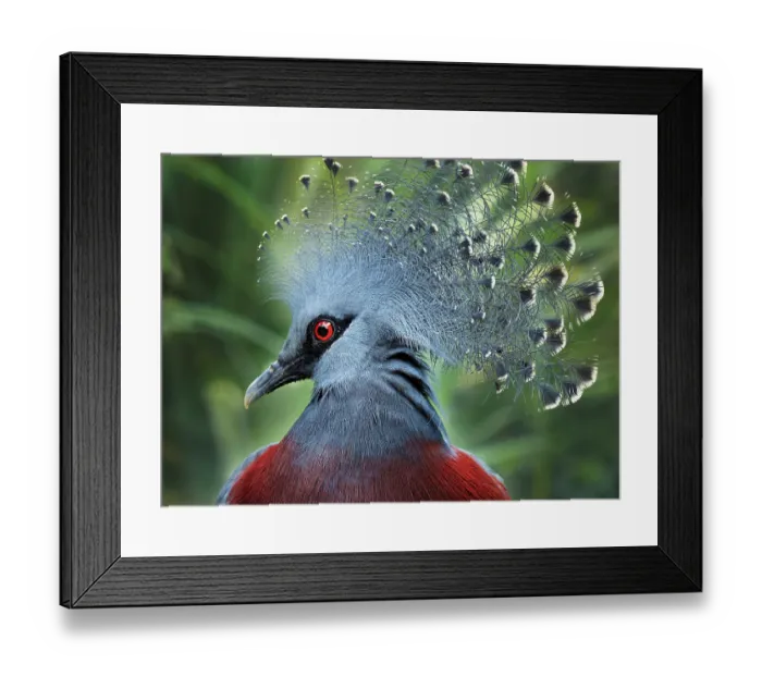 Framed Print : Southern Crowned Pigeon (Goura scheepmakeri)