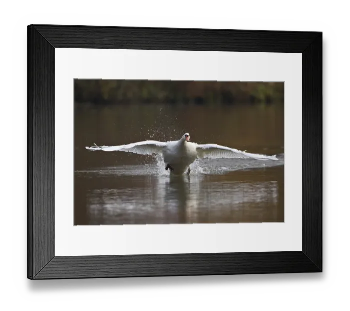 Framed Print : Mute Swan (Cygnus olor) taking off from water