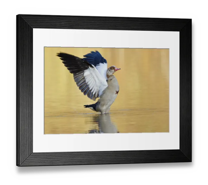 Framed Print : Egyptian Goose (Alopochen aegyptiacus) in the water with spread wings