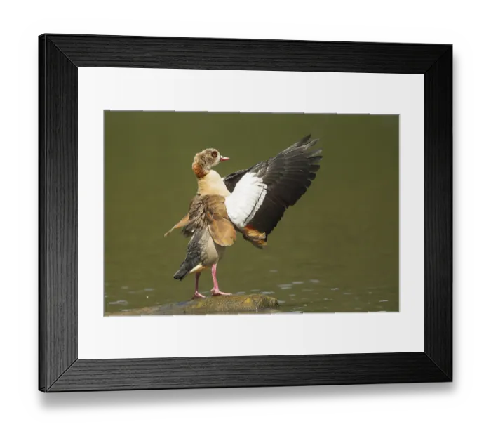 Framed Print : Egyptian Goose (Alopochen aegyptiacus) Framed Print : Egyptian Goose (Alopochen aegyptiacus)