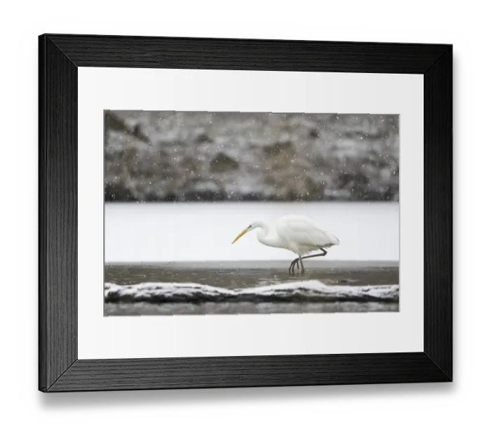 Framed Print : Great egret (Ardea alba) hunting at the ice edge