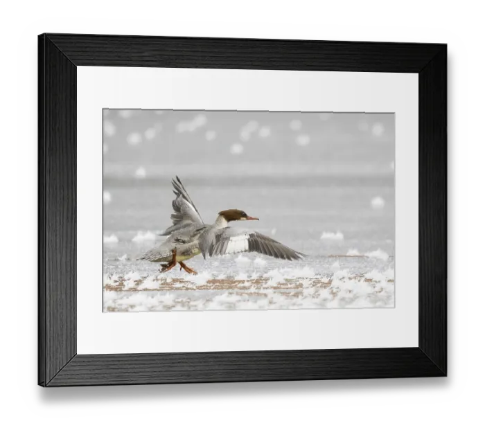 Framed Print : Common merganser (Mergus merganser) running on frost-covered ice