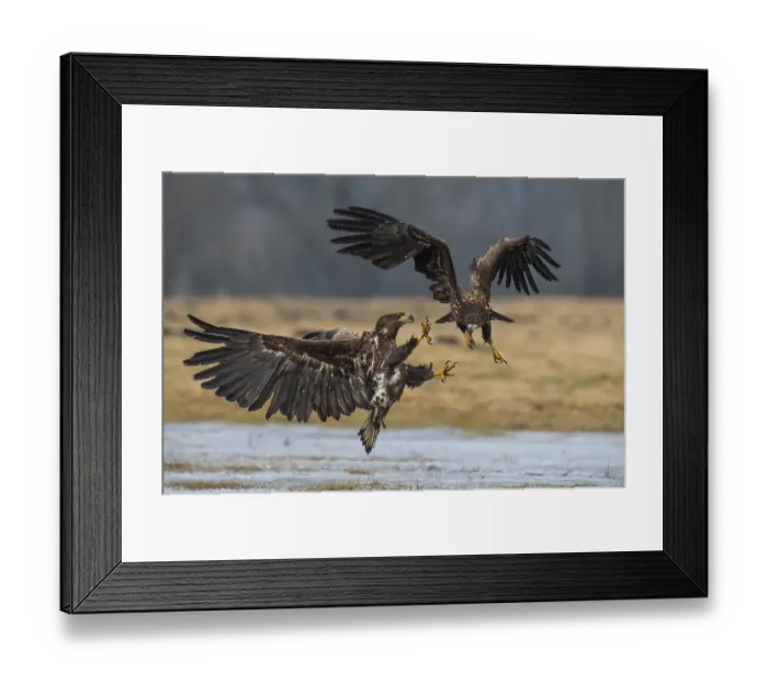 Framed Print : Two young white-tailed eagles (Haliaeetus albicilla) quarreling in flight