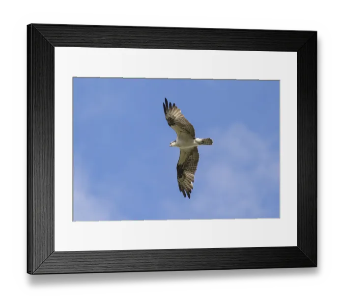 Framed Print : Osprey (Pandion haliaetus carolinensis) flying