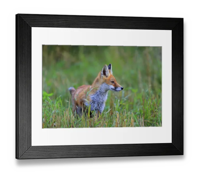 Framed Print : Red fox (Vulpes vulpes), young fox standing in harvested grain field Framed Print : Red fox (Vulpes vulpes), young fox standing in harvested grain field