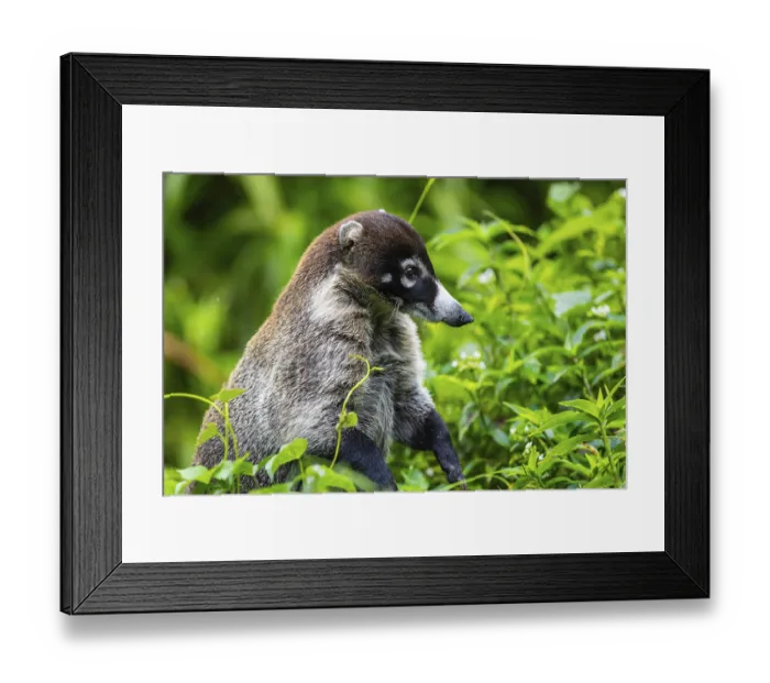 Framed Print : Coati (Nasua narica), Mammals (Mammalia) Framed Print : Coati (Nasua narica), Mammals (Mammalia)
