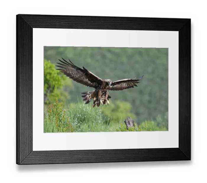 Framed Print : Golden eagle (Aquila chrysaetos) approaching