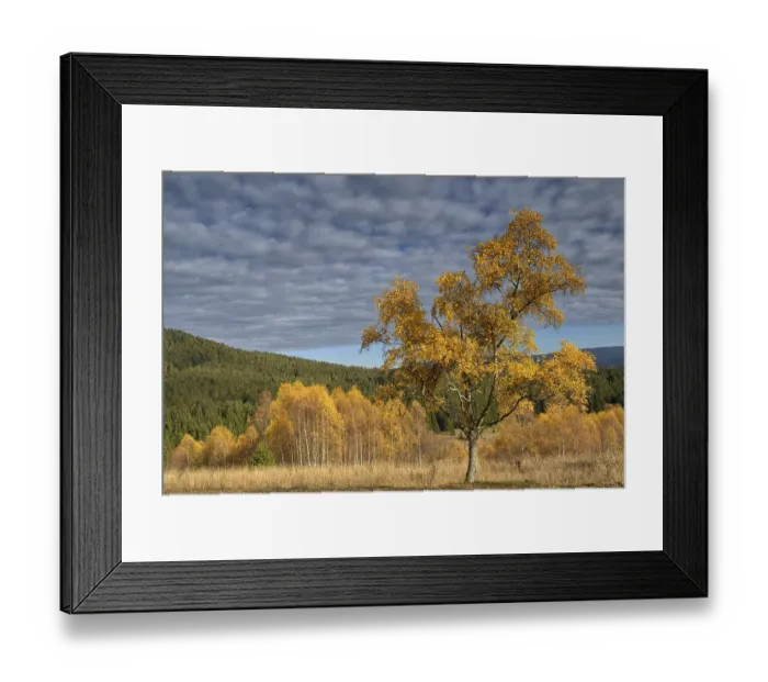 Framed Print : Autumn in the Sumava National Park