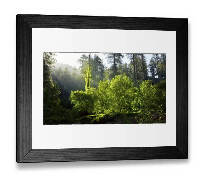 Framed Print : Morning forest with sunrays, freshness concept