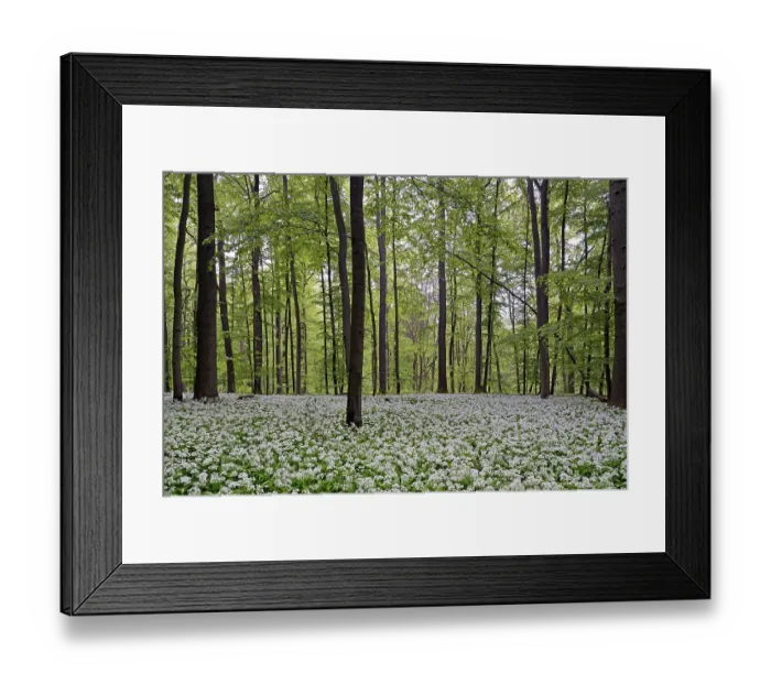 Framed Print : Deciduous forest with flowering wild garlic (Allium ursinum)