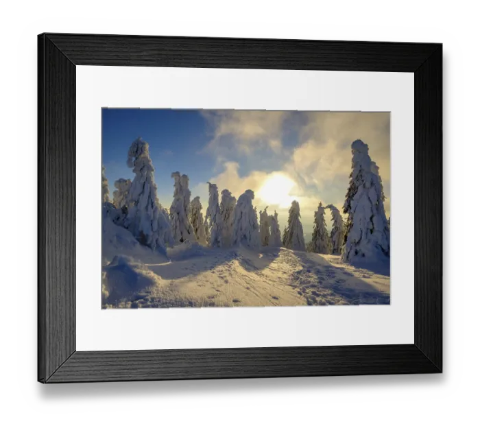 Framed Print : Sunset with snow-covered spruces Framed Print : Sunset with snow-covered spruces