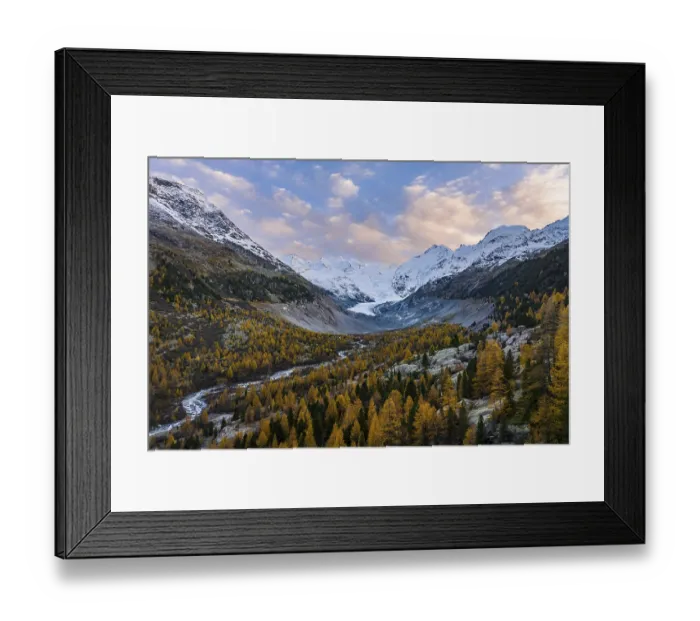Framed Print : Autumn larch forest in front of Morteratsch glacier
