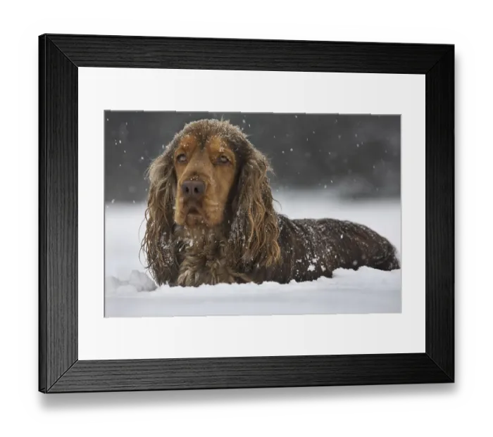 Framed Print : English Cocker Spaniel dog in the snow during snowfall in winter