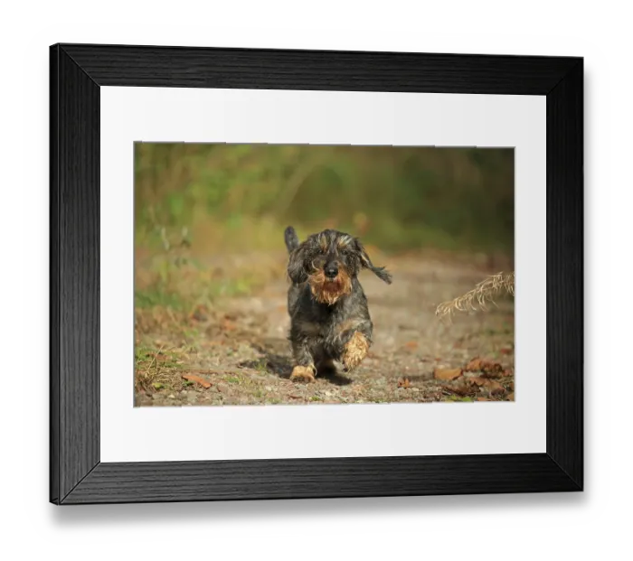 Framed Print : Rough-haired dachshund, Arnsberg Framed Print : Rough-haired dachshund, Arnsberg