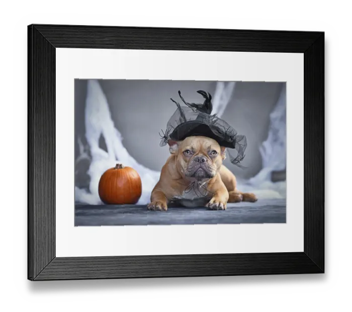 Framed Print : French Bulldog dog with Halloween witch hat