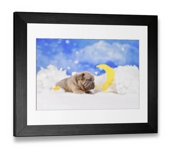 Framed Print : Choco red fawn French Bulldog puppy between fluffy clouds with moon and stars Framed Print : Choco red fawn French Bulldog puppy between fluffy clouds with moon and stars