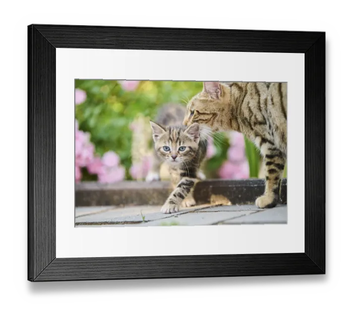 Framed Print : Bengal cat, domestic cat, mother and kitten in front of a flower bed