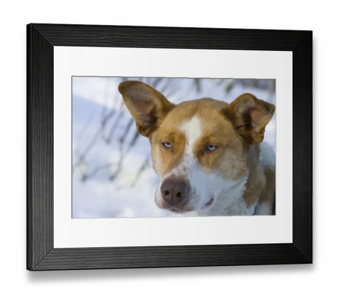 Framed Print : Sled dog on a sled dog tour in Kiruna