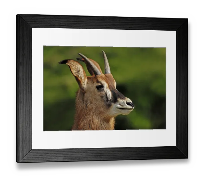 Framed Print : Roan Antelope (Hippotragus equinus) Framed Print : Roan Antelope (Hippotragus equinus)