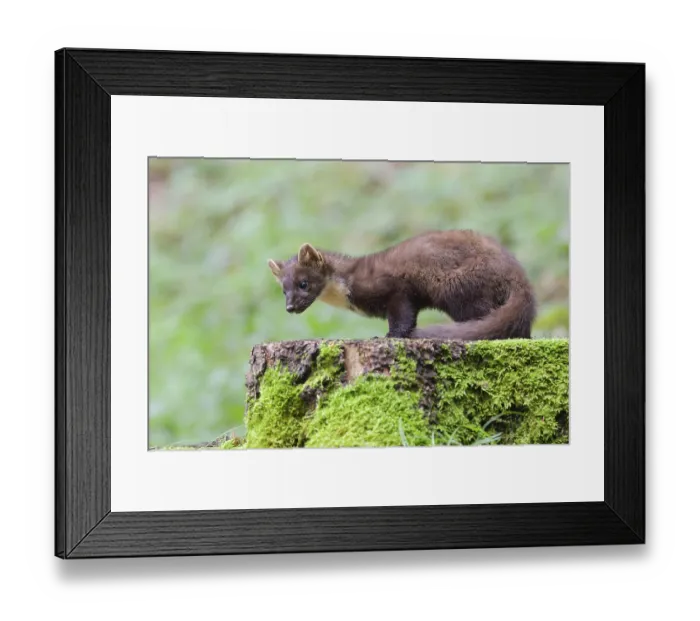 Framed Print : European pine marten (Martes martes) on a moss-covered tree trunk