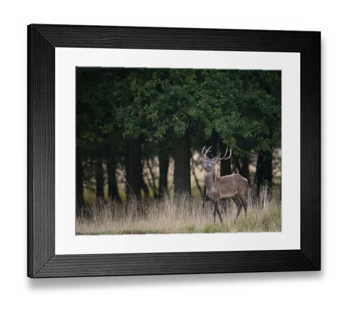 Framed Print : Red Deer (Cervus elaphus), Denmark, Europe