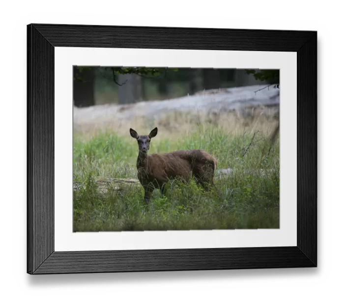 Framed Print : Red Deer (Cervus elaphus), Denmark, Europe Framed Print : Red Deer (Cervus elaphus), Denmark, Europe