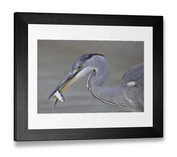 Framed Print : Grey Heron (Ardea cinerea) with caught fish in its beak