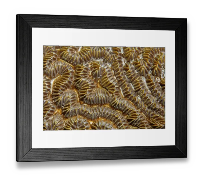 Framed Print : Polyps, stony coral, brain coral
