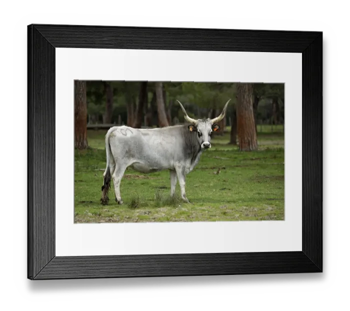 Framed Print : Maremma cattle, cow, Parco Regionale della Maremma