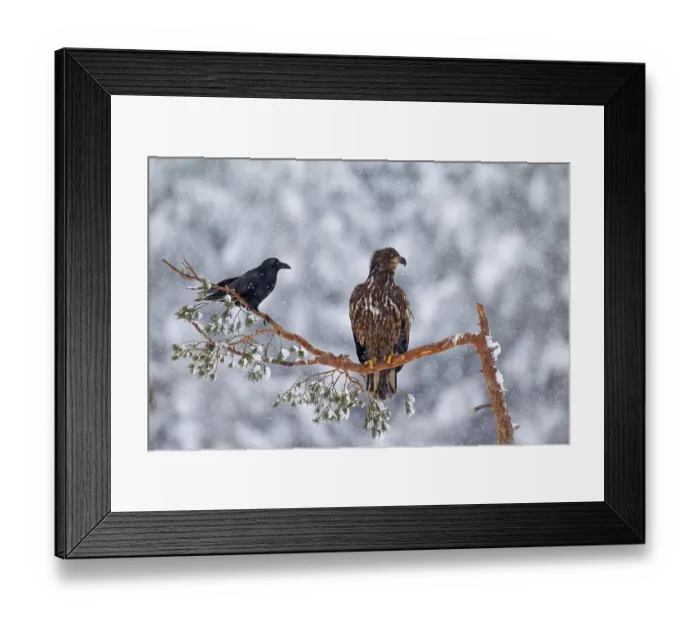 Framed Print : White-tailed eagle (Haliaeetus albicilla)