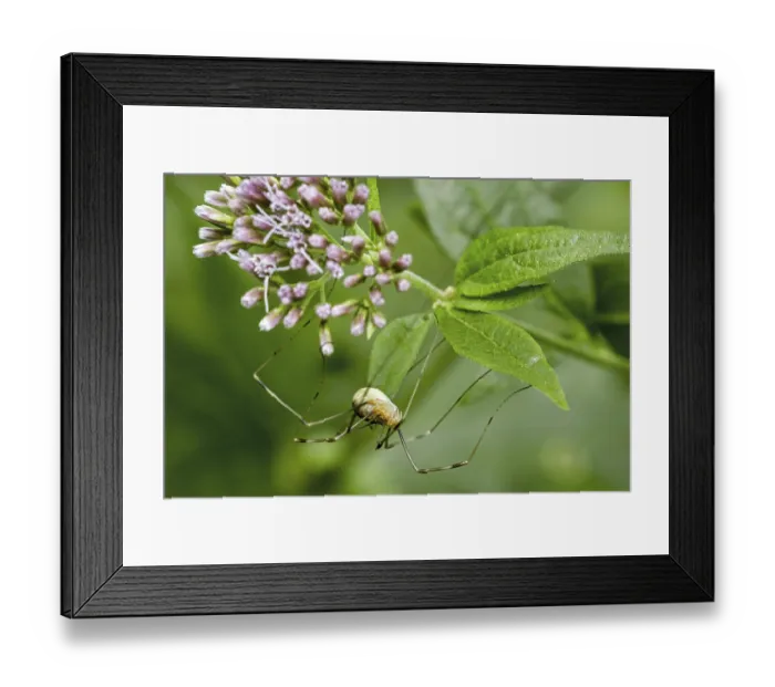 Framed Print : Harvestman, daddy longlegs species Opilio canestrinii