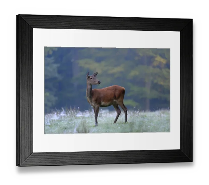 Framed Print : Red deer (Cervus elaphus), hind Framed Print : Red deer (Cervus elaphus), hind