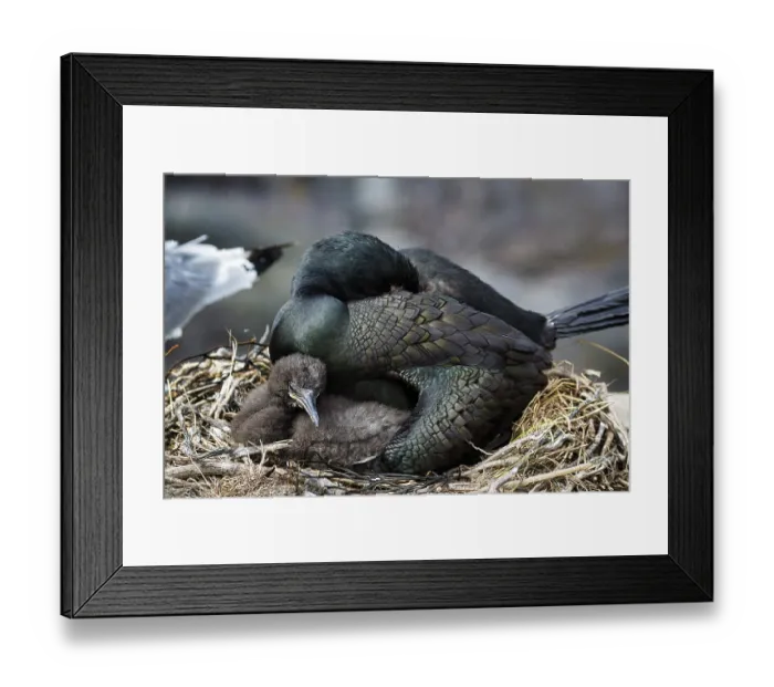 Framed Print : Common shag (Phalacrocorax aristotelis)