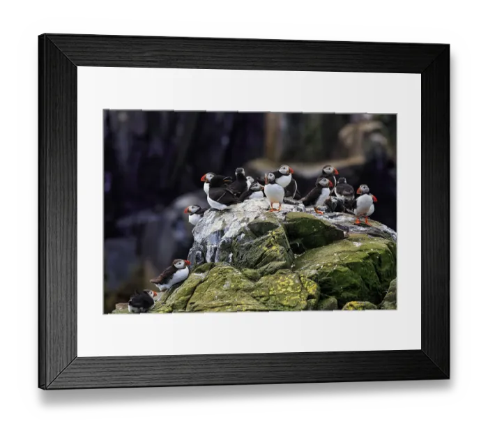 Framed Print : Puffin (Fratercula arctica), Puffin with Razorbill (Alca torda) on Bird Rock Framed Print : Puffin (Fratercula arctica), Puffin with Razorbill (Alca torda) on Bird Rock