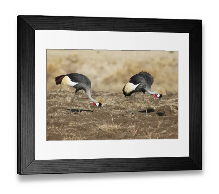 Framed Print : Two black crowned cranes (Balearica pavonina) foraging