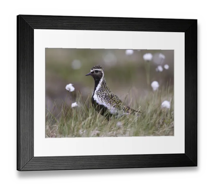 Framed Print : Golden plover (Pluvialis apricaria) in tundra