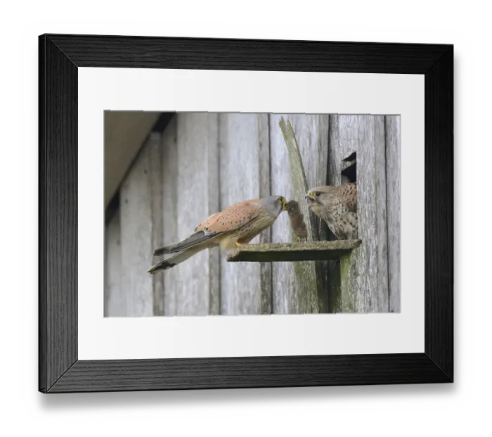 Framed Print : Common kestrels (Falco tinnunculus)