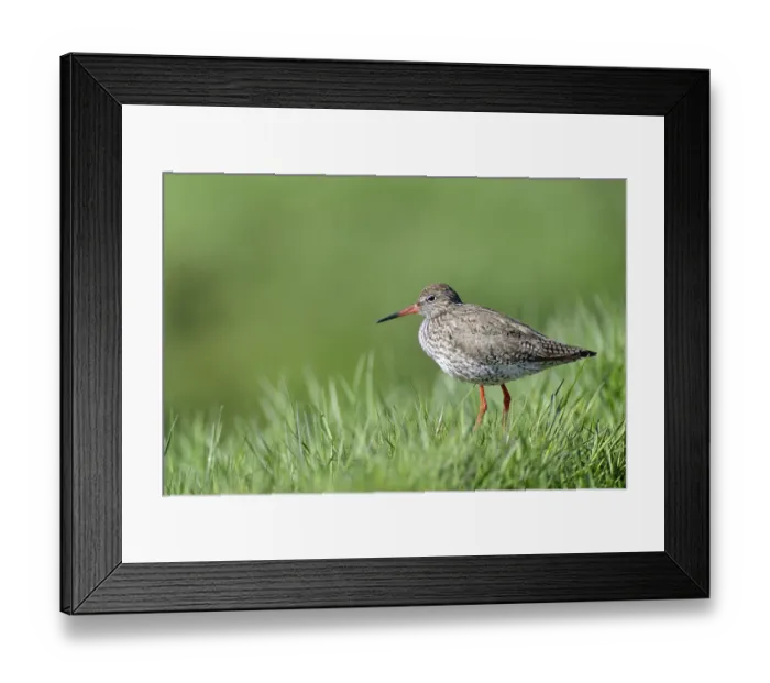 Framed Print : Common redshank (Tringa totanus)