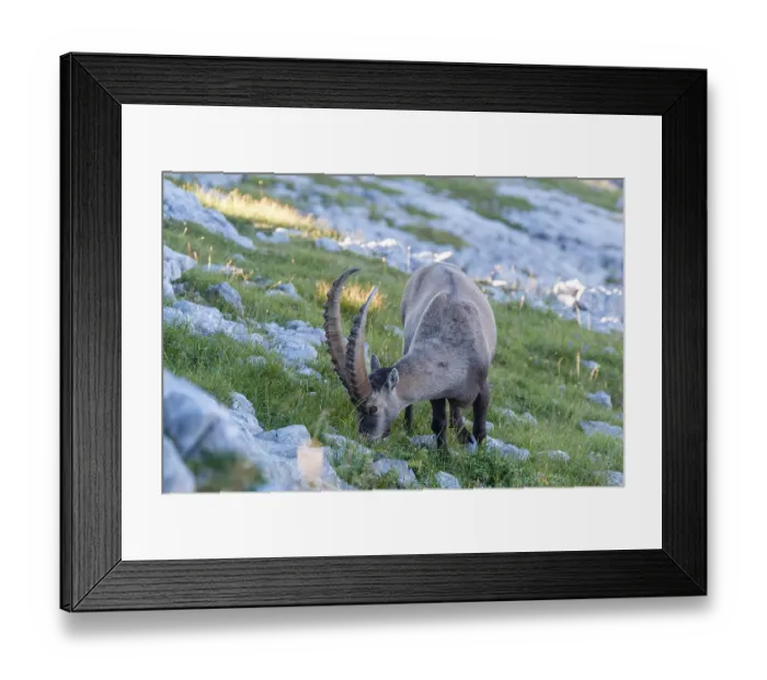 Framed Print : Ibex (Capra ibex), National Park Berchtesgaden