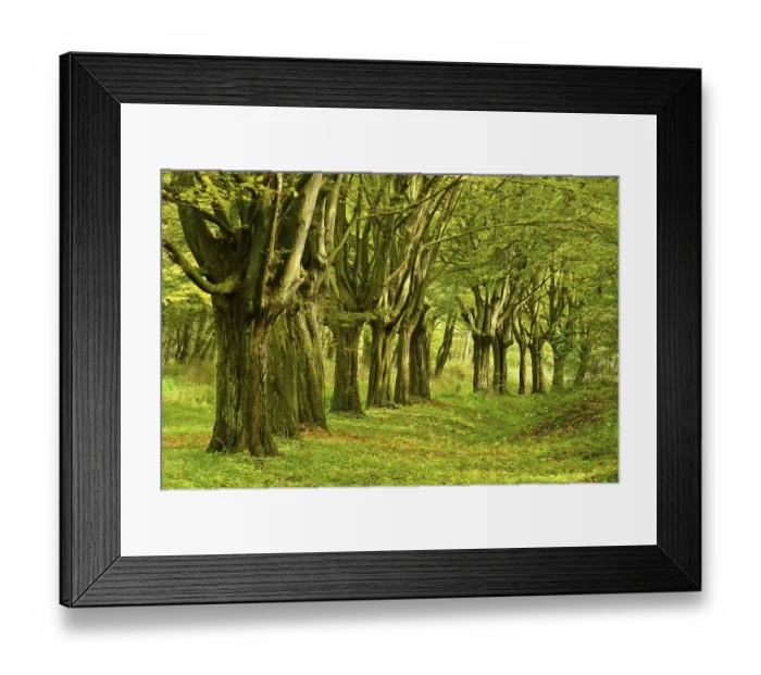 Framed Print : Beeches, remains of an avenue, at Freyburg Unstrut
