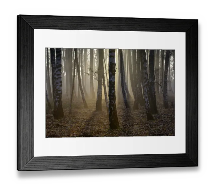 Framed Print : Sand birch, warty birch (Betula pendula)