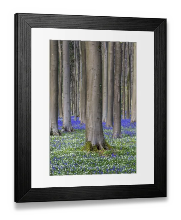 Framed Print : Bush anemone (Anemonoides nemorosa) and blue flowering bluebells (Hyacinthoides non-scripta) Framed Print : Bush anemone (Anemonoides nemorosa) and blue flowering bluebells (Hyacinthoides non-scripta)